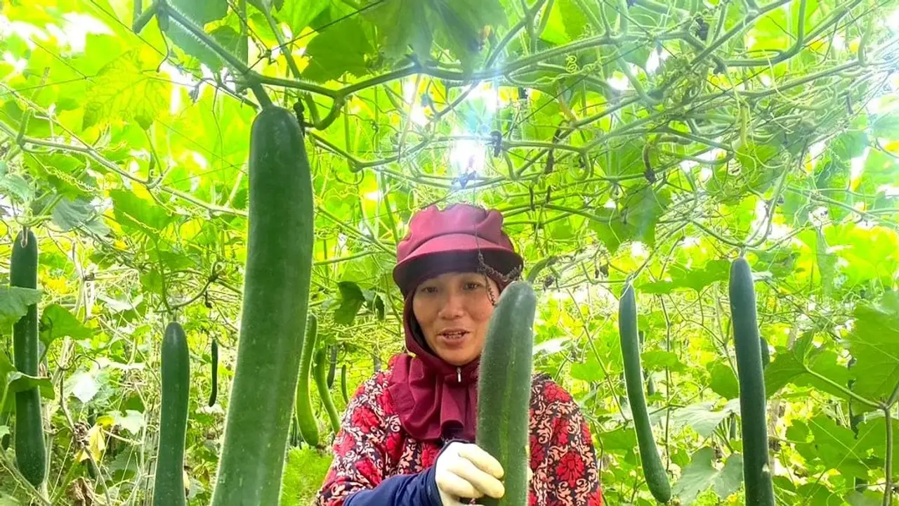 أسعار مرتفعة.. محصول القرع الأخضر في نغي آن يحقق أرباحاً قياسية للمزارعين وفيرة